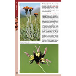 Randonnées botaniques dans les Hautes-Alpes (Volume 2) - Extrait