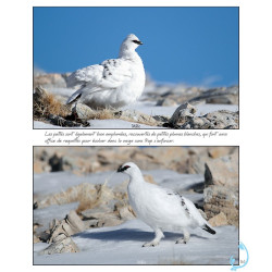 Instants Nature - Olivier Tourillon - Extrait