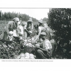Espèces de courges. Cultures et usages des cucurbitacées - Danielle Musset, Sylvie Grange - Photo de melons