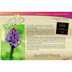 A la découverte des orchidées des Hautes-Alpes - Olivier Tourillon - Exemple de page sur les hybrides