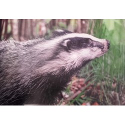 Bêtes d'ici - G. Gardès, P. Présumey