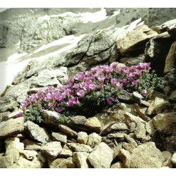 Promesses de fleurs pour randonneurs en Ubaye - Christine de Colombel, Laurence Foucaut, Jean-Philippe Grillet, Roger Le Fers 