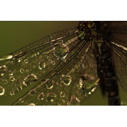 Natures de l'eau en Ubaye - Patrick Boit et Jacqueline Garino