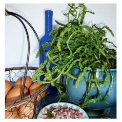 Le « Répountchou » qu’es aquò ? Michel POUX, Anne-Marie RANTET-POUX