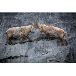 Mountain Dreams - Rêves de montagne - Léo Gayola