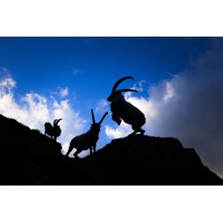 Mountain Dreams - Rêves de montagne - Léo Gayola