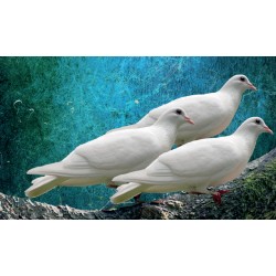 Tres palometas blancas