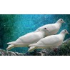 Tres palometas blancas