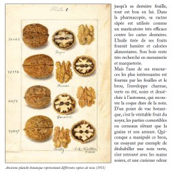 Plantes & saisons sur les chemins méditerranéens - Pierre Salès - Extract