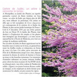 Plantes & saisons sur les chemins méditerranéens - Pierre Salès - Extract