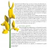 Plantes & saisons sur les chemins méditerranéens - Pierre Salès - Extract