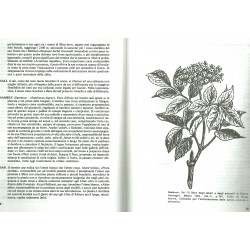 La flora di Bellino e il suo ruolo nella tradizione popolare - Giovanni Bernard - Extrait